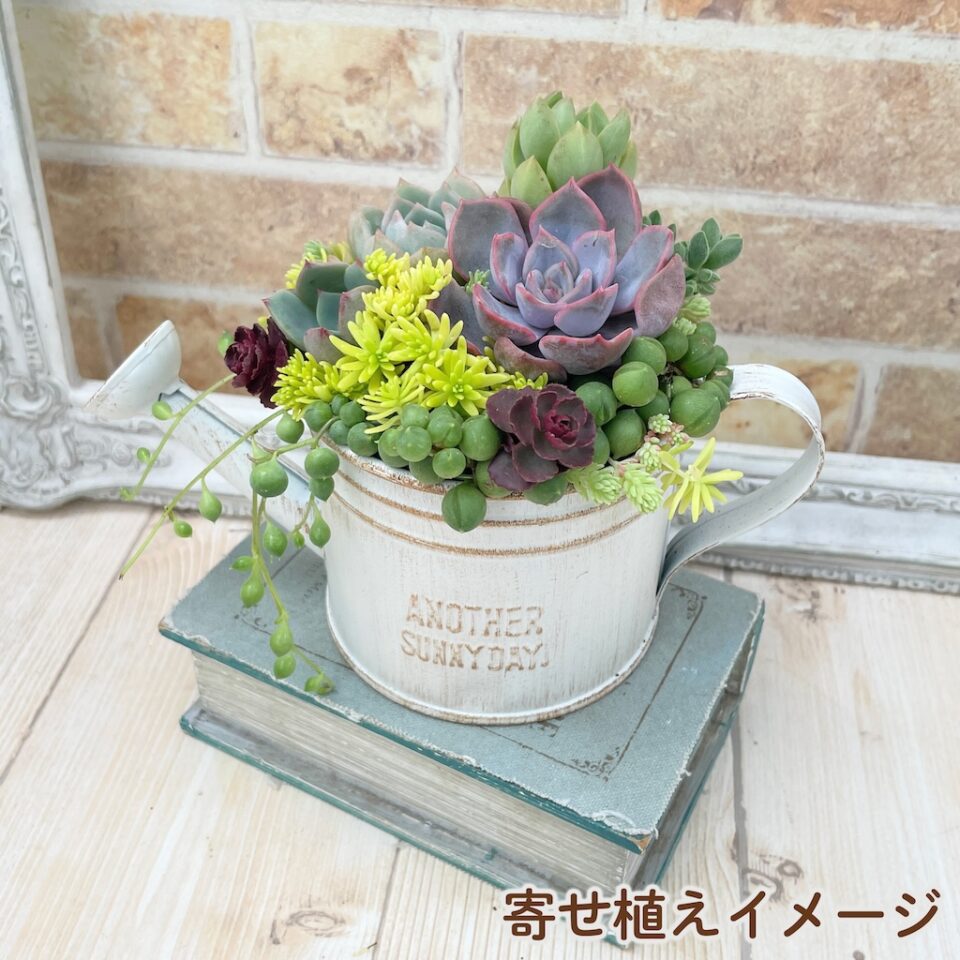 多肉植物の寄せ植え