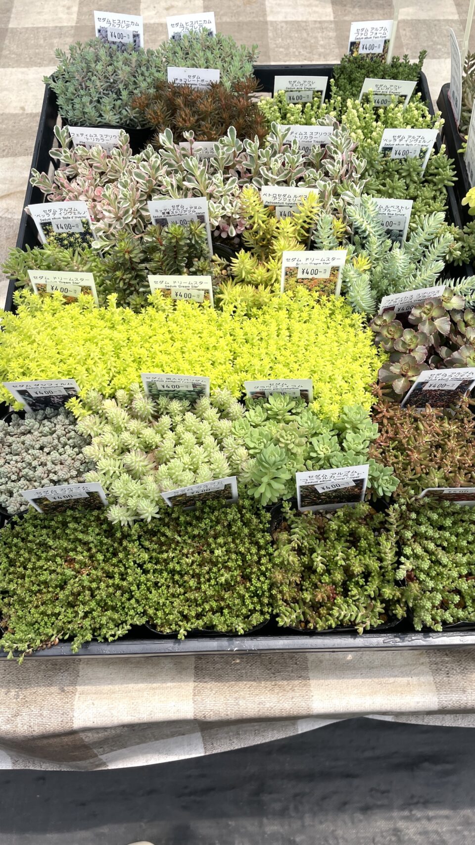 にじはなPlantsさんのセダムアソート