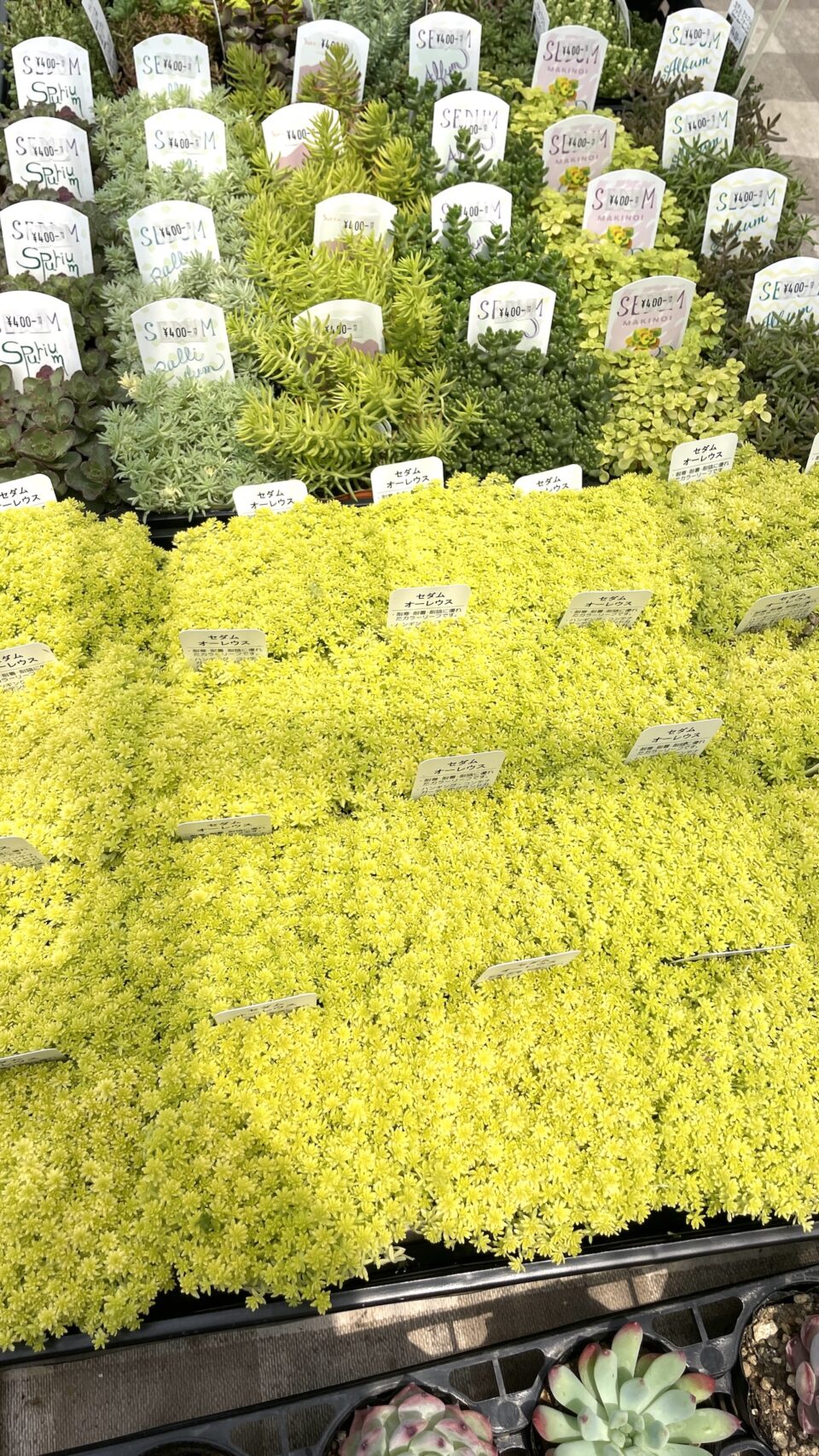 とげとげハウスさんのセダムアソート、オーレウス