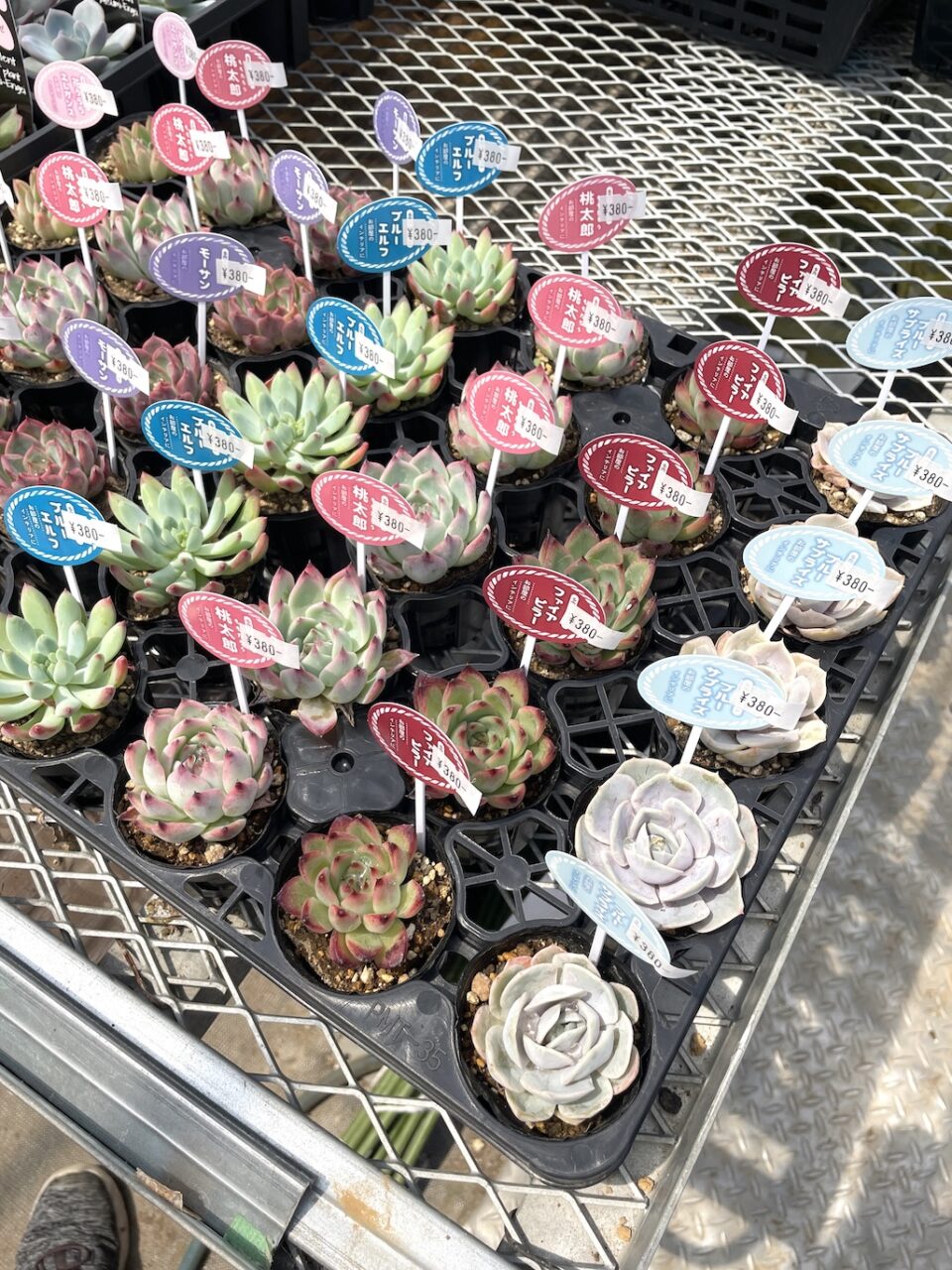 🍀寄せ植えに人気!380円エケベリアアソート