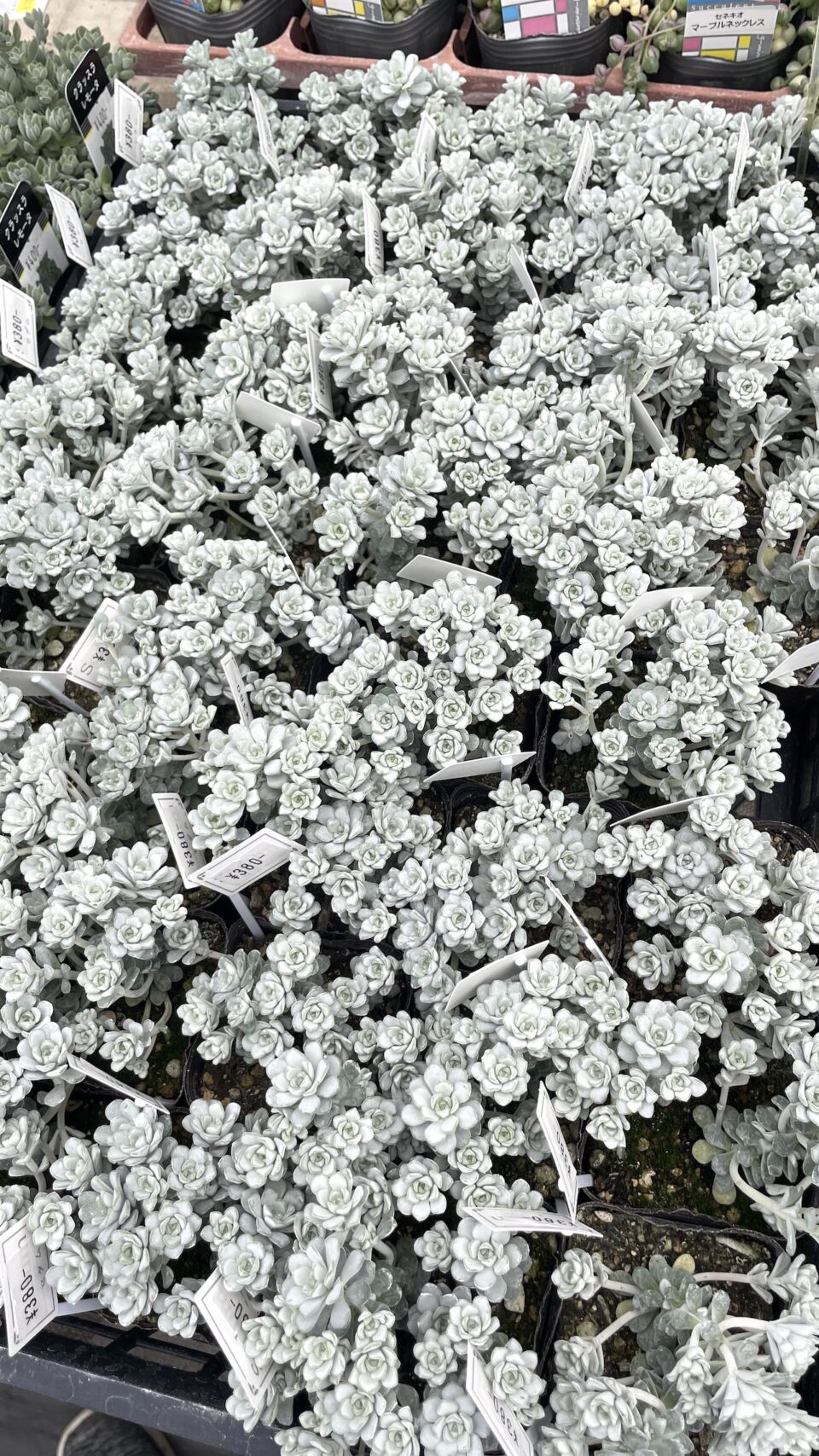 白雪ミセバヤ