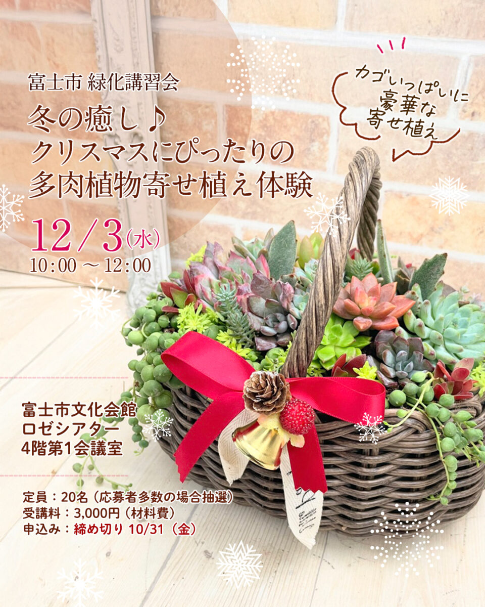 クリスマス 多肉植物の寄せ植え