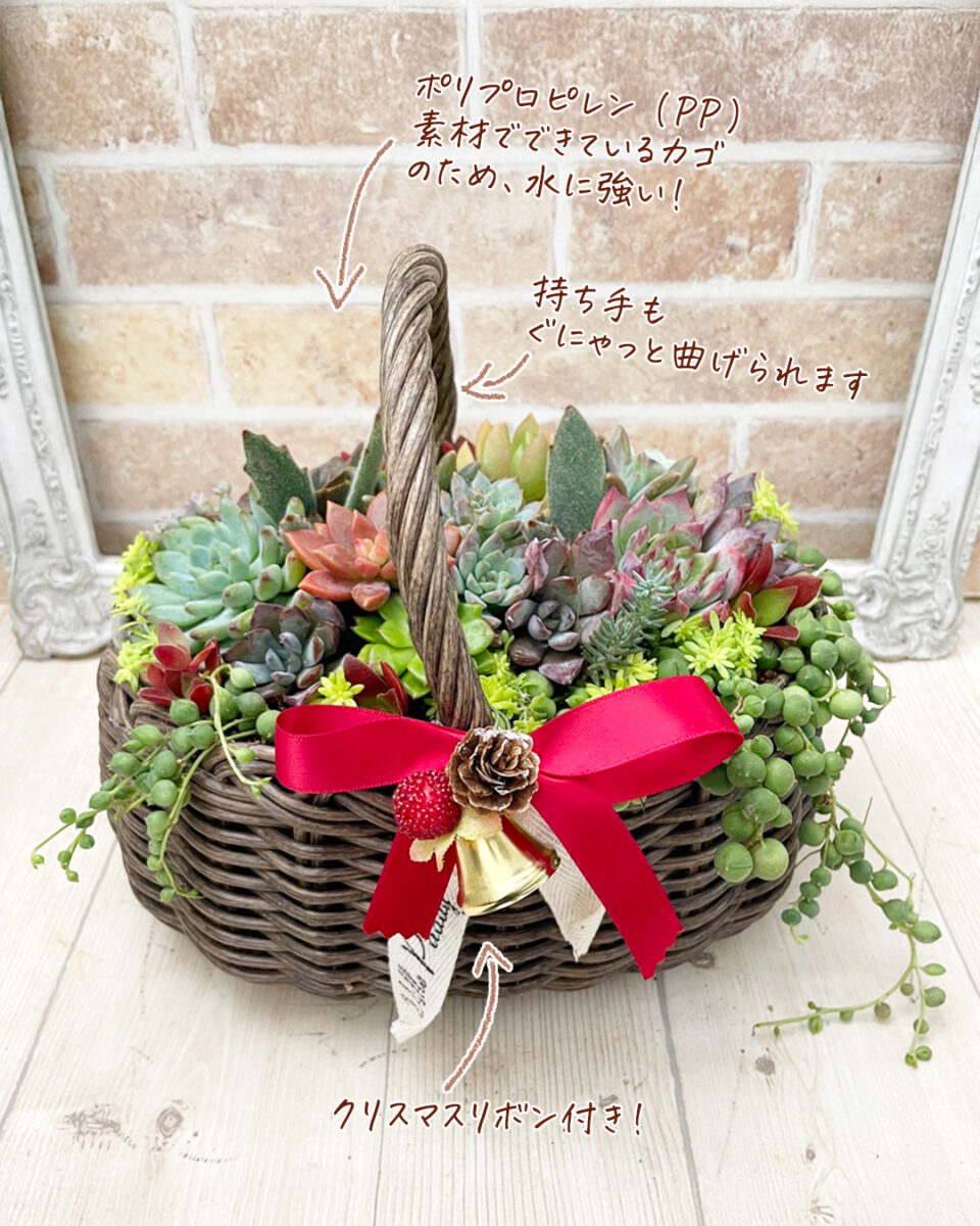 クリスマス 多肉植物の寄せ植え