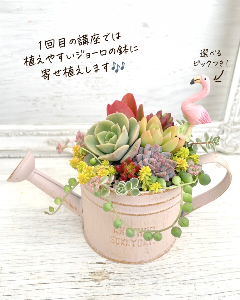 小鹿老人福祉センター 多肉植物の寄せ植え講座