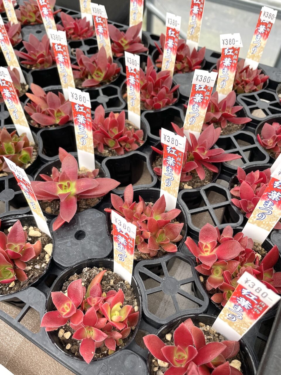 紅葉まつり