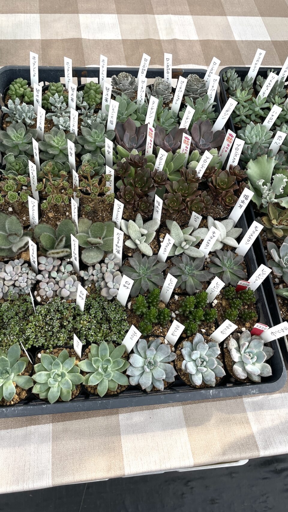 お手頃🎶多肉植物アソート