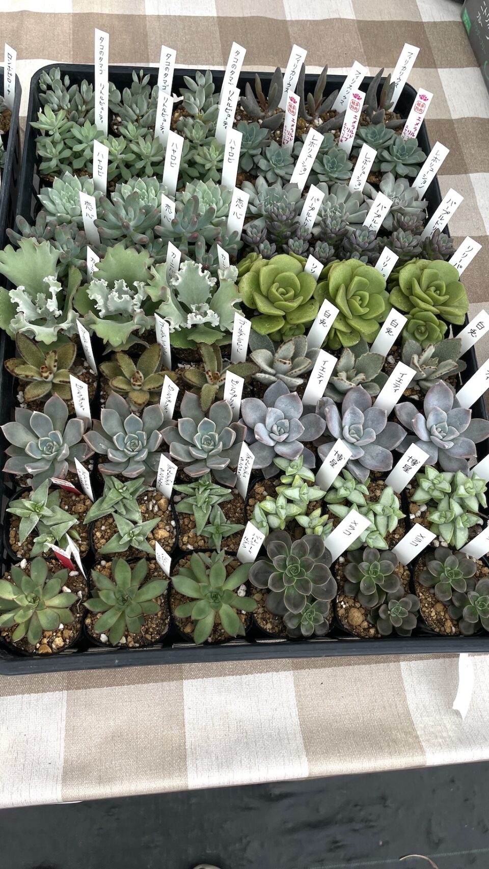 お手頃🎶多肉植物アソート