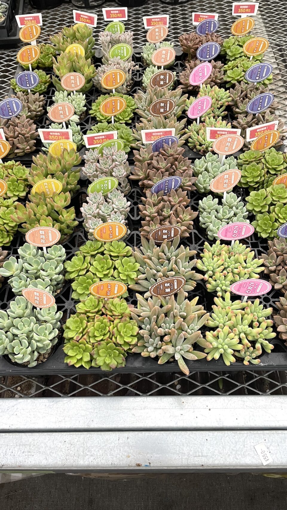多肉植物アソート