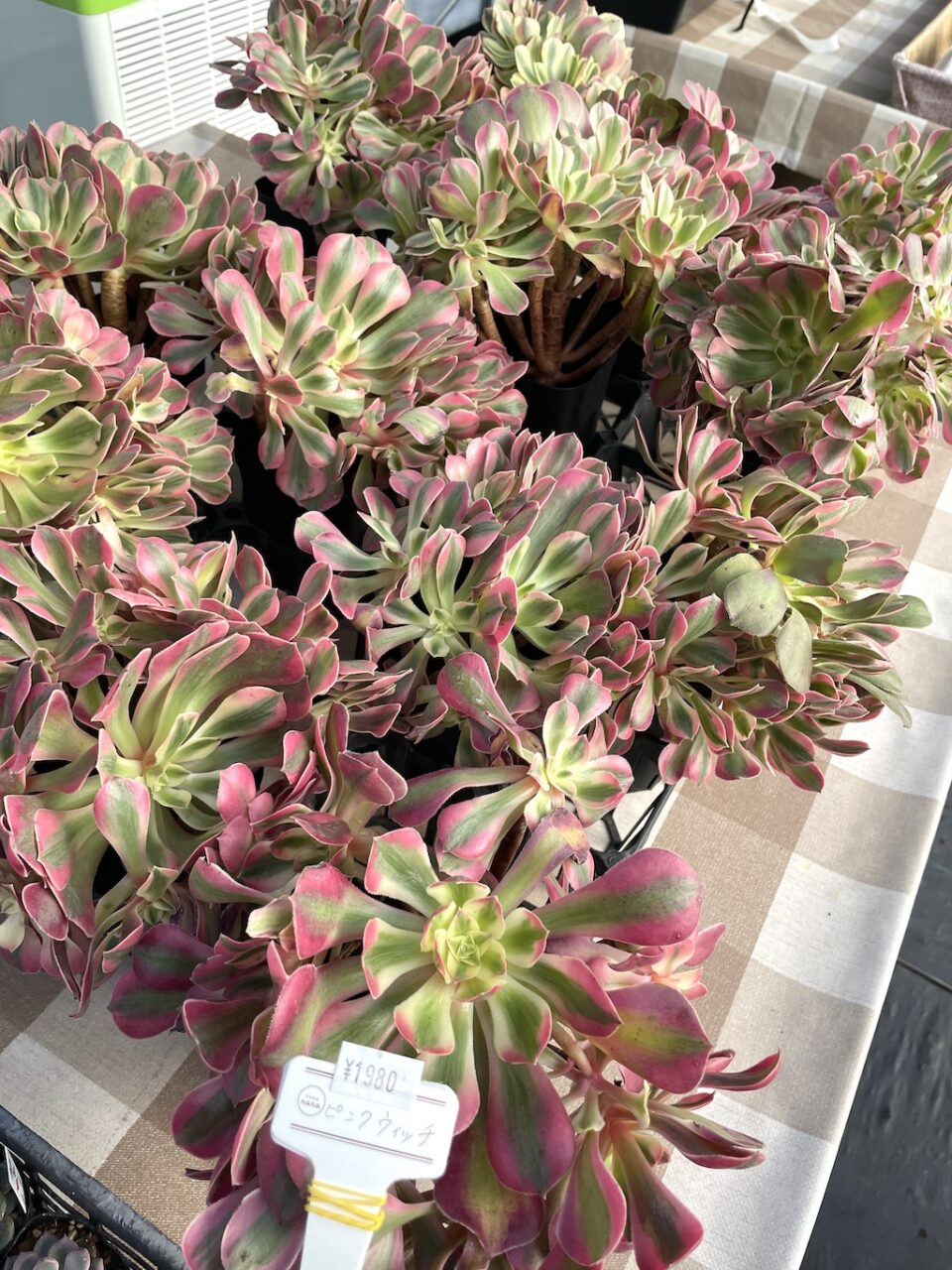 ピンクウィッチ 群生