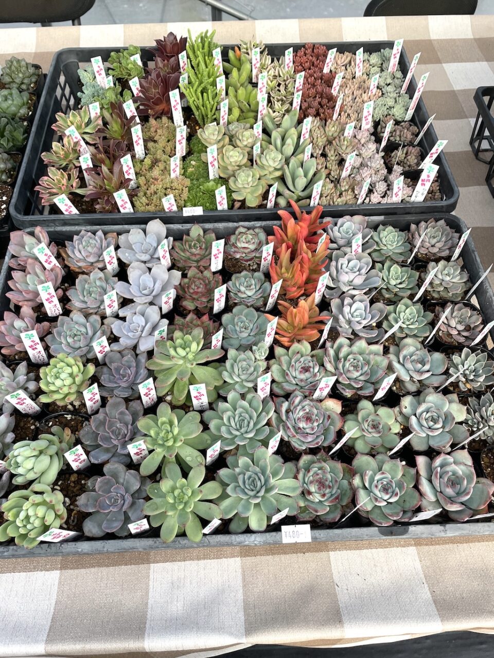 いとうぐりーんさん 多肉植物