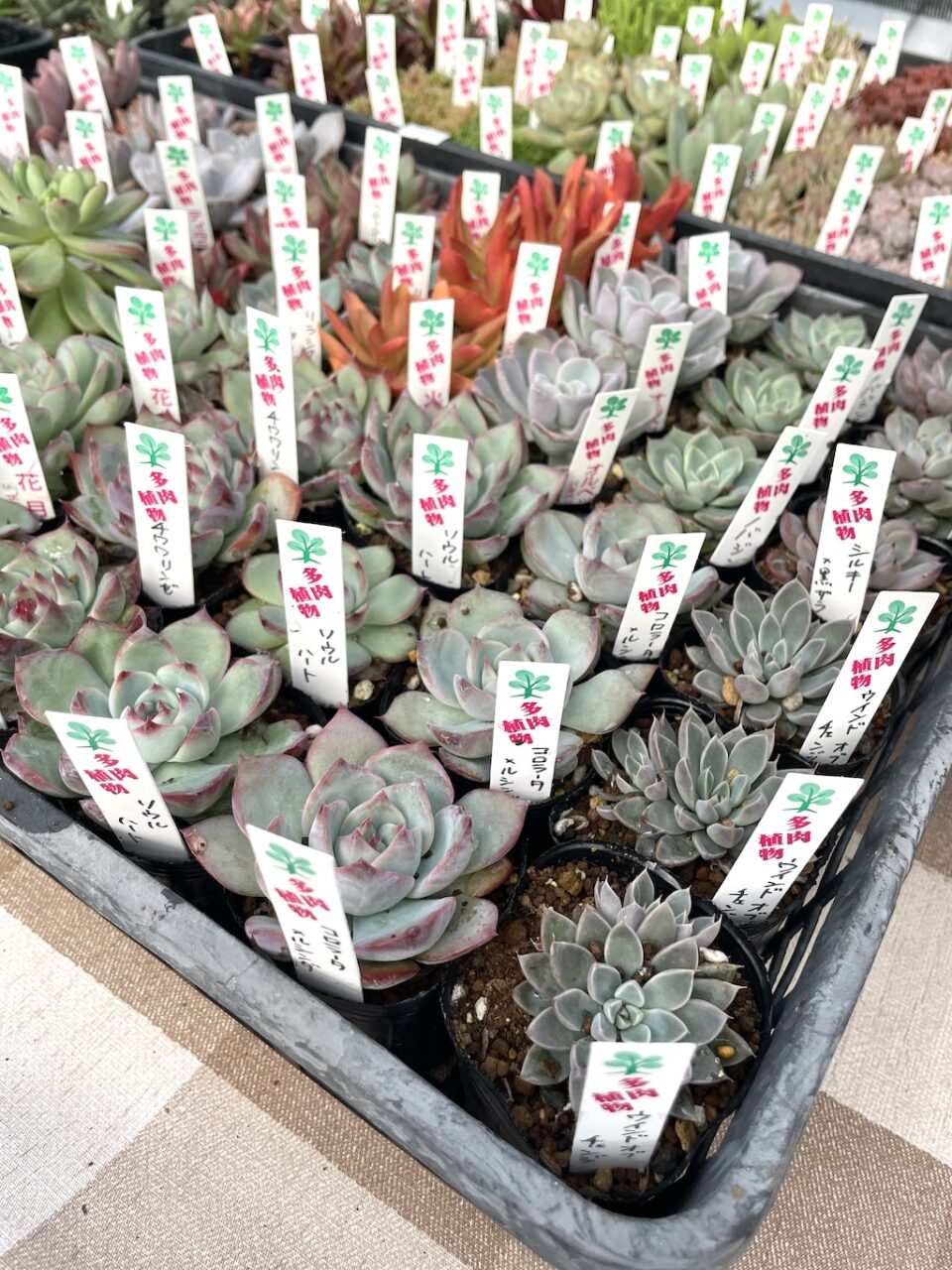 いとうぐりーんさん 多肉植物