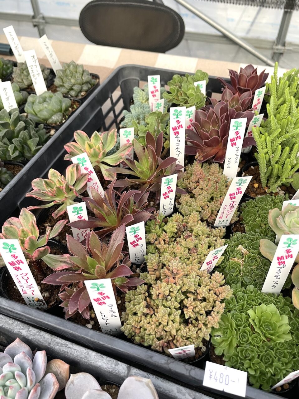 いとうぐりーんさん 多肉植物