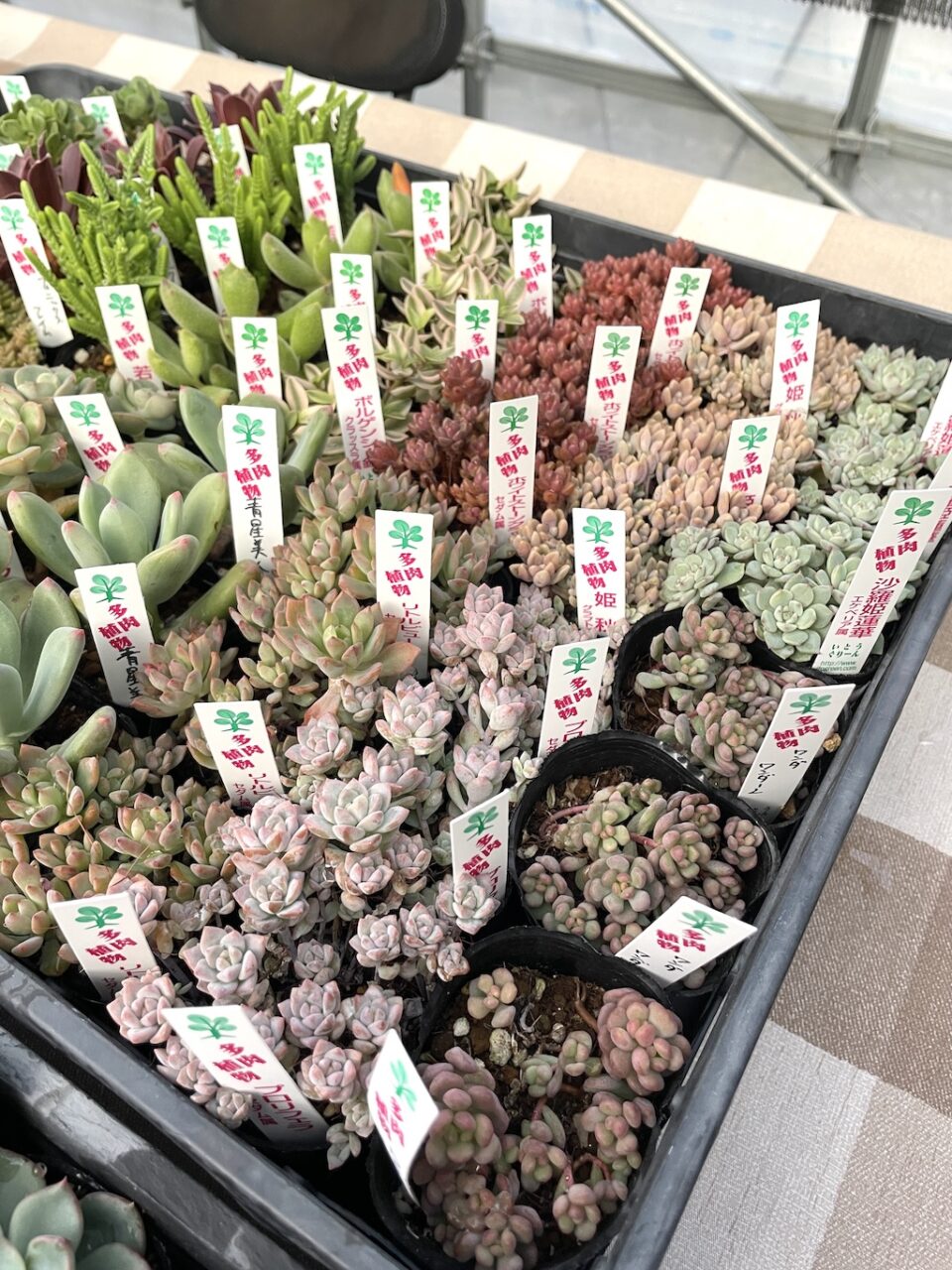 いとうぐりーんさん 多肉植物