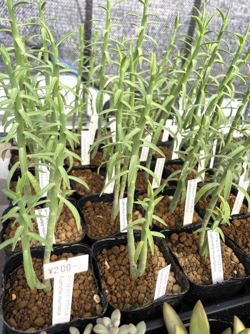 ユーフォルビア　マウリタニカ