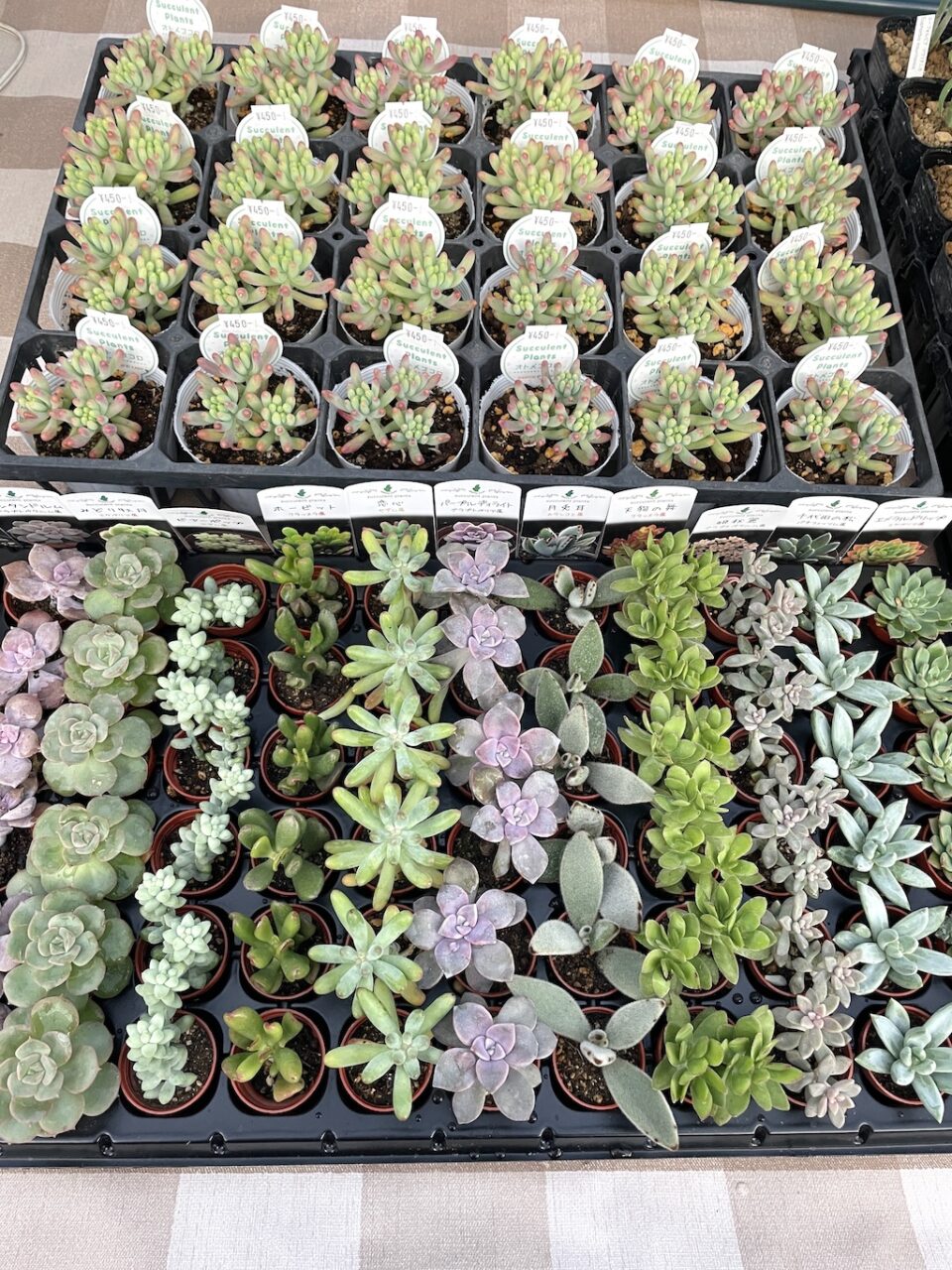 １寸苗、乙女心