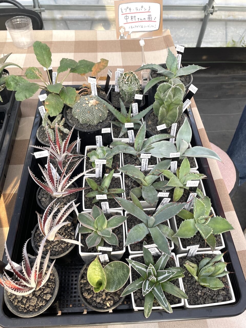 アガベ、ディッキアなど