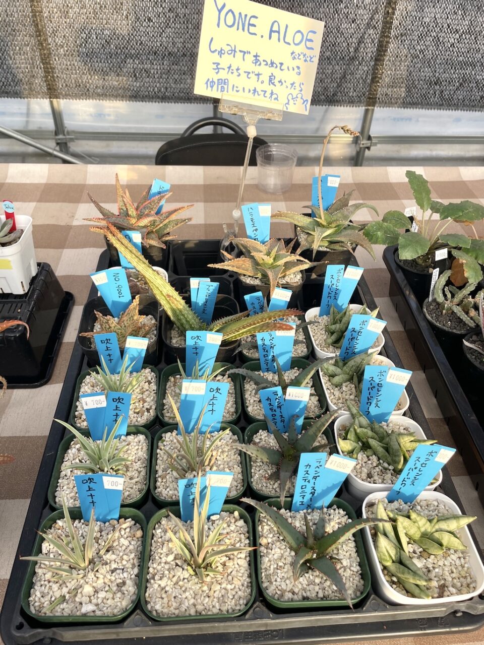 アロエ、アガベ、サンスベリアなど