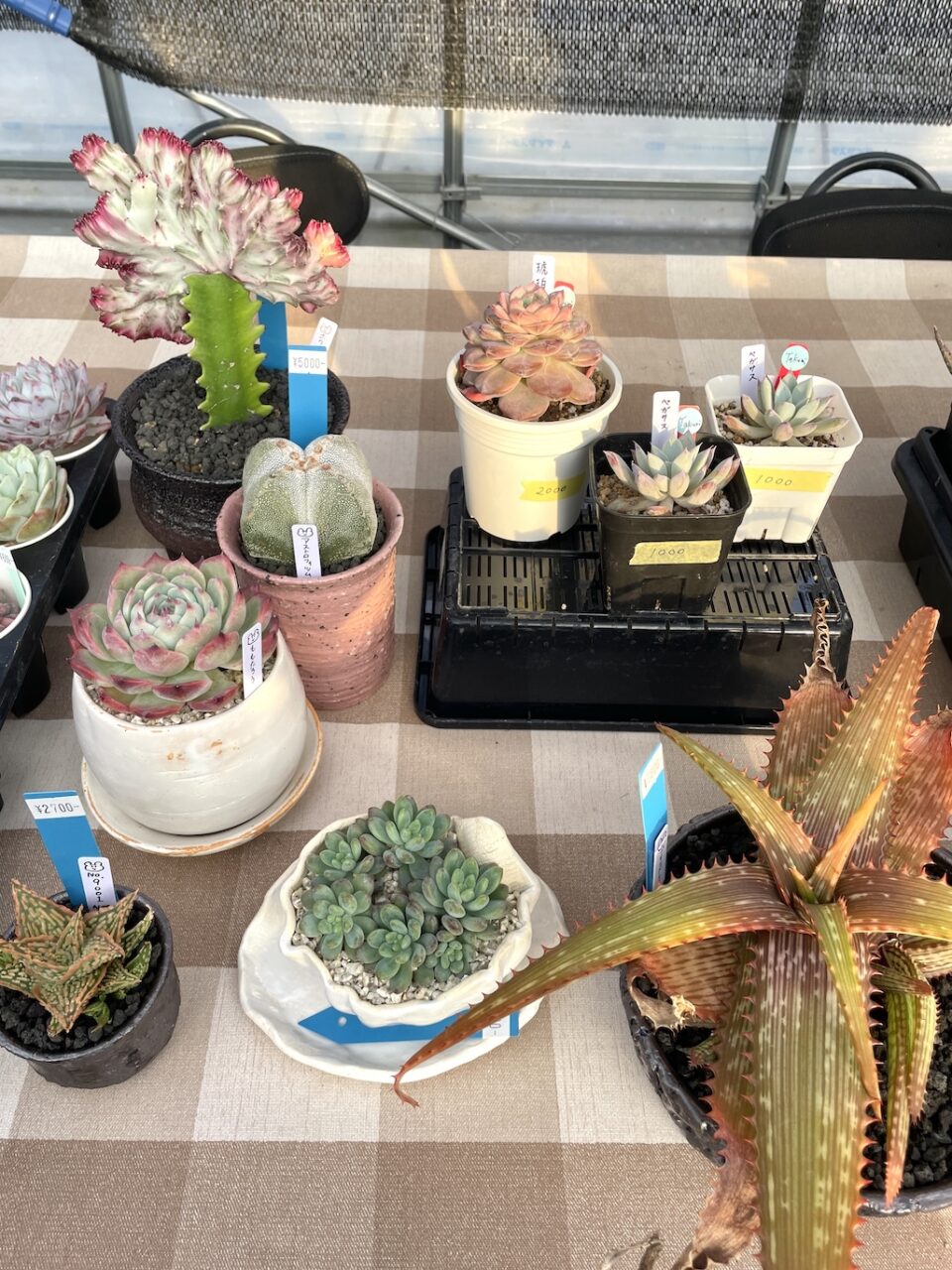 エケベリアなど