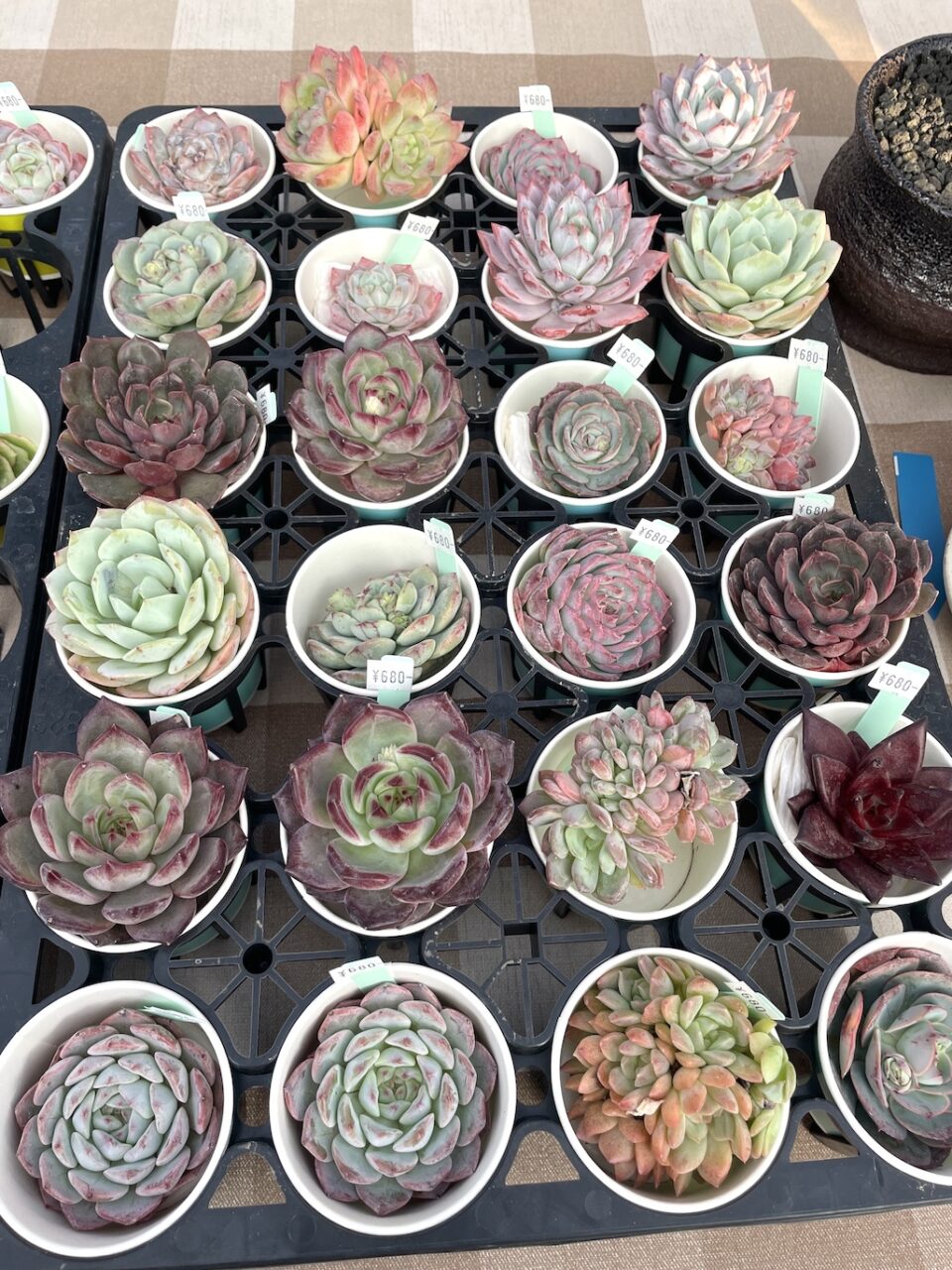 輸入苗名無しエケベリア