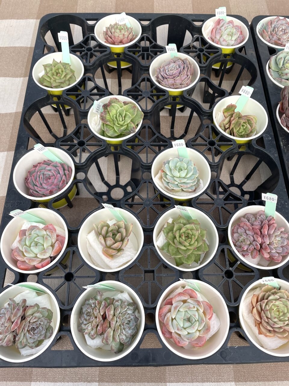 輸入苗名無しエケベリア