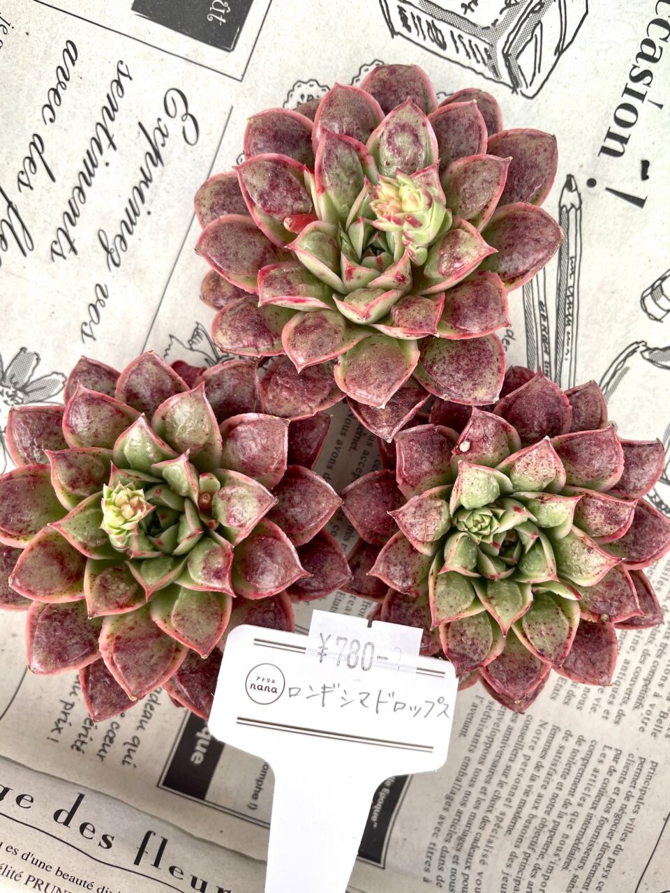 ロンギシマドロップス