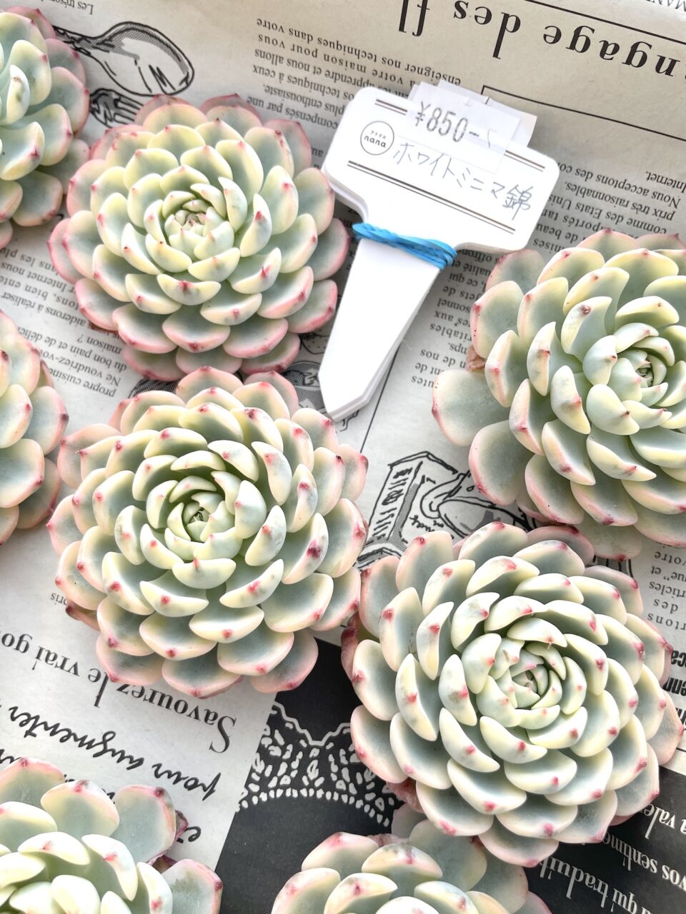 ホワイトミニマ錦