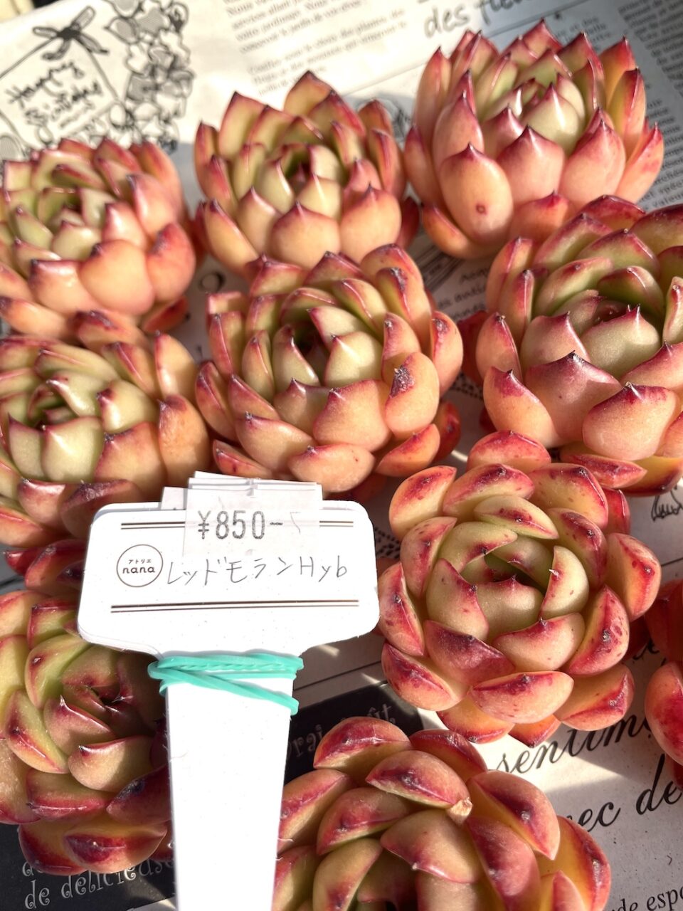 レッドモランHyb