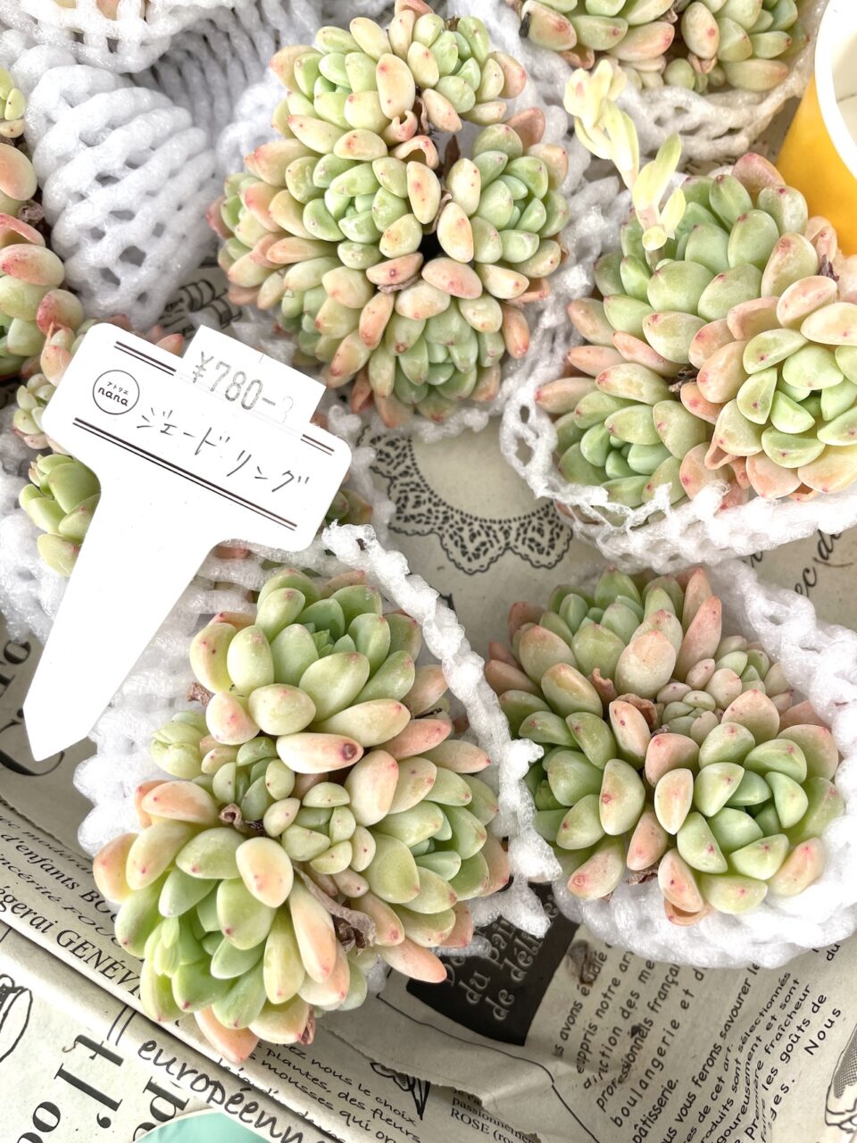 ジェードリング