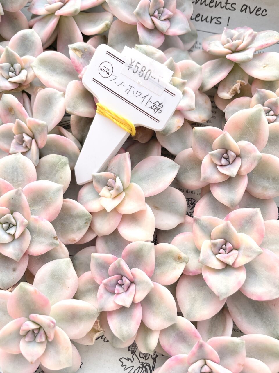 スノーホワイト錦