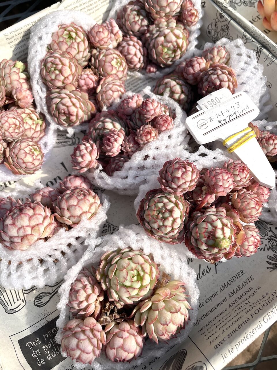 オーストラリアキャプテンハイ