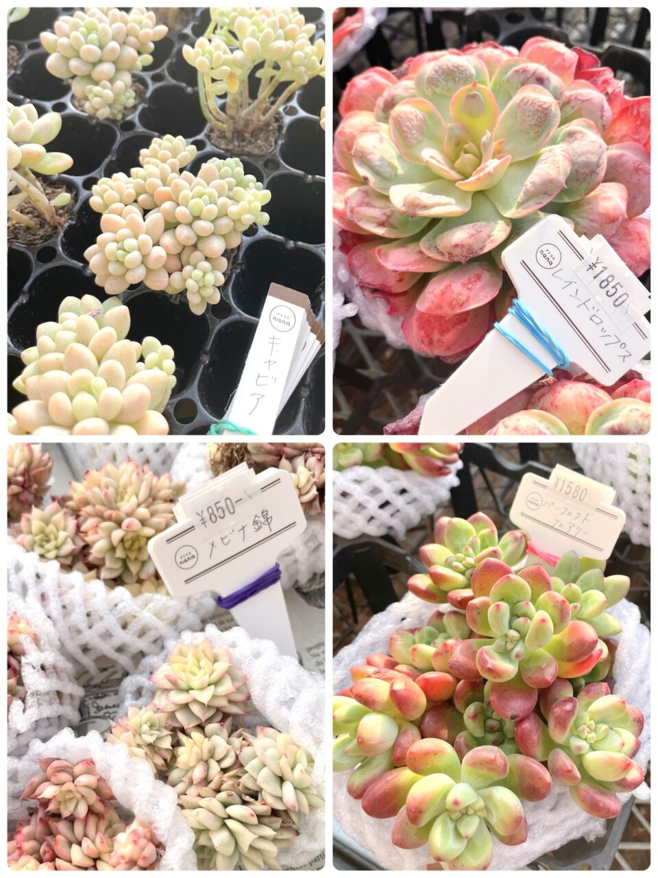 キャビア、レインドロップス、女雛錦、パーフェクトフェアリー