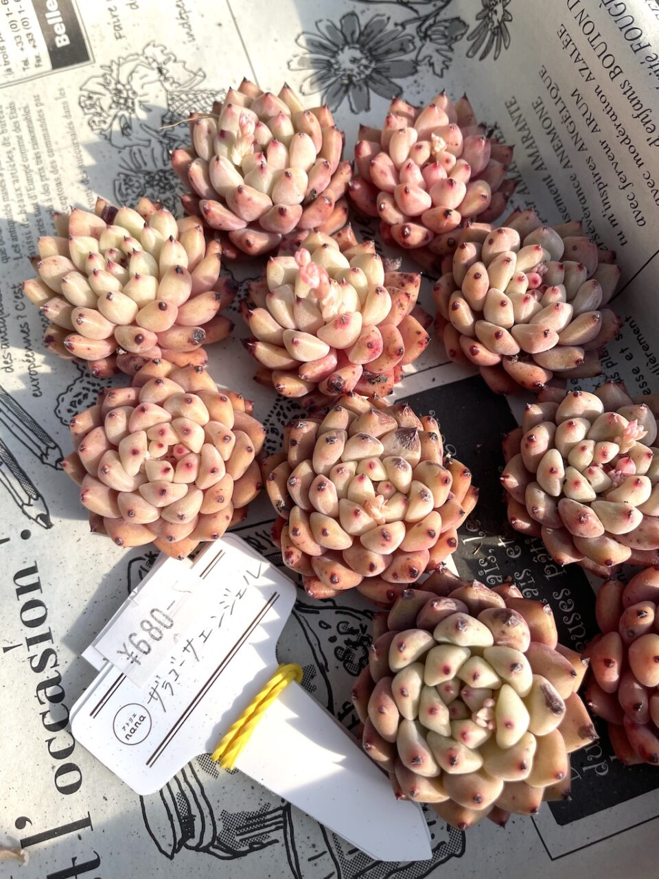 ザラゴーサエンジェル