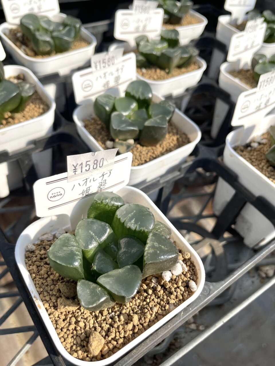 ハオルチア姫翠