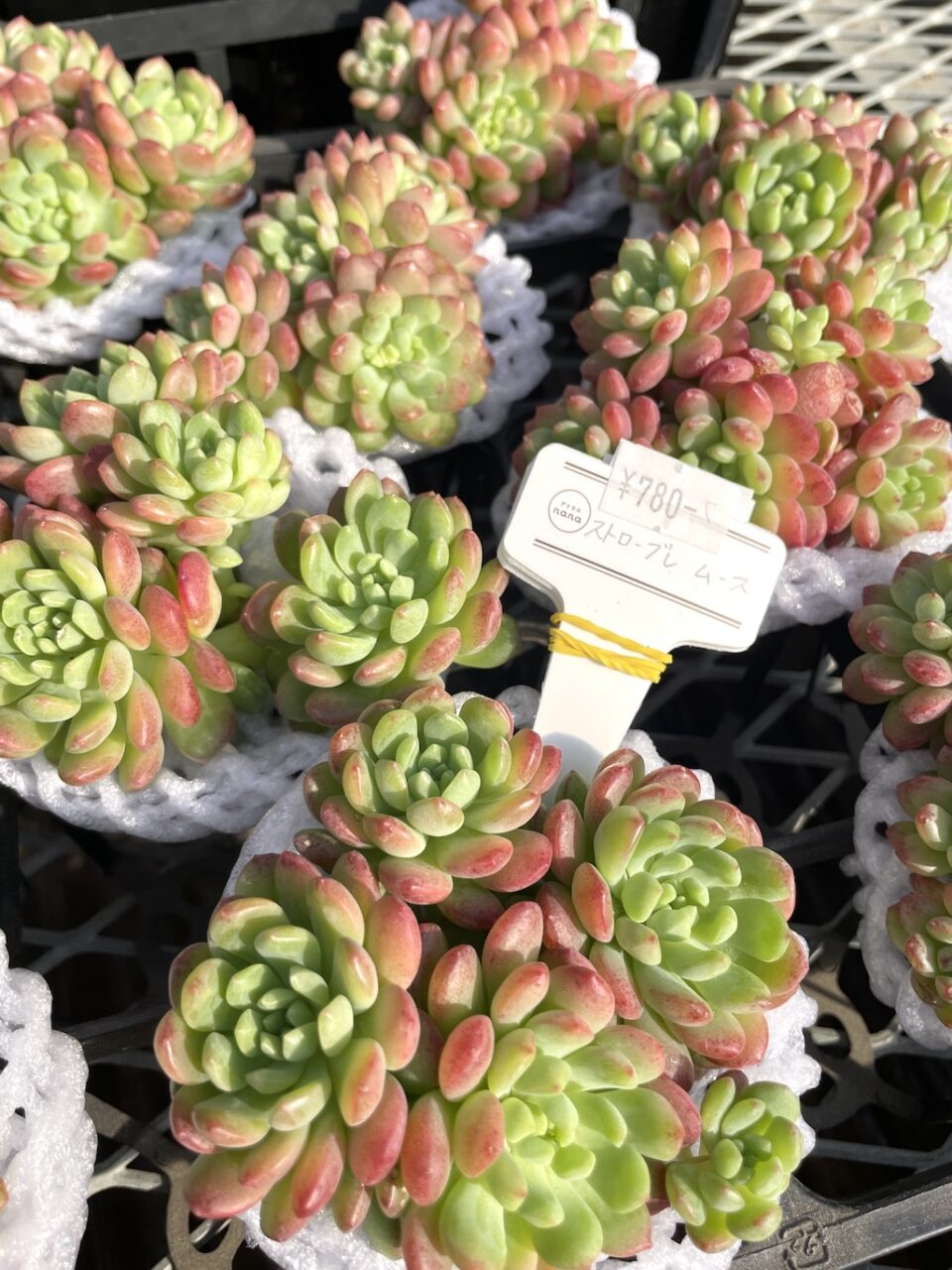 ストローブレムース