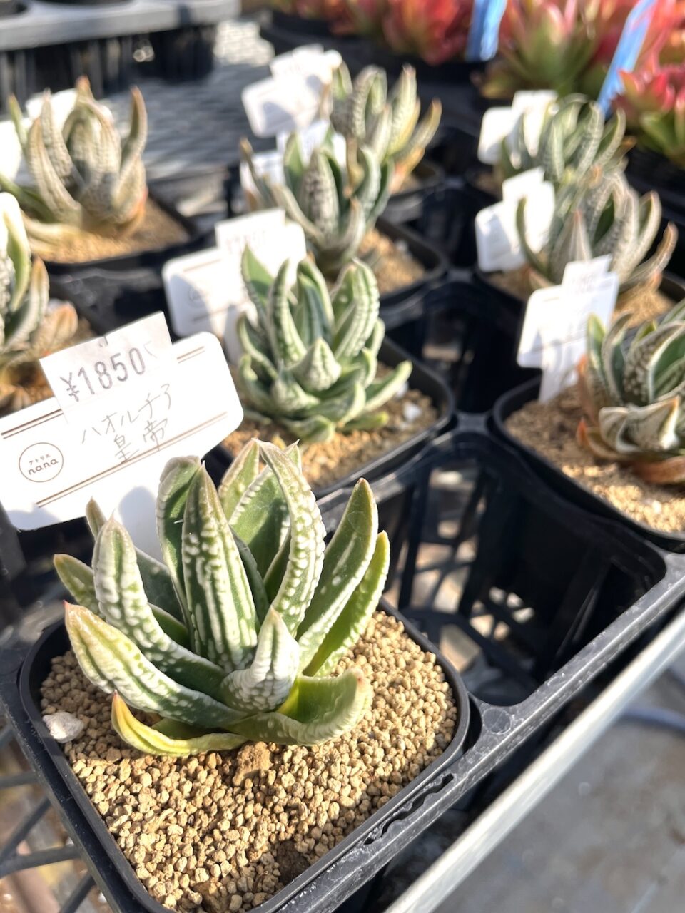 ハオルチア皇帝