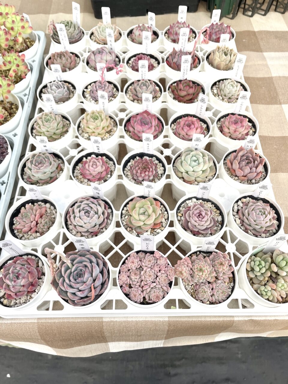 KAMIJO SUCCULENTエケベリア