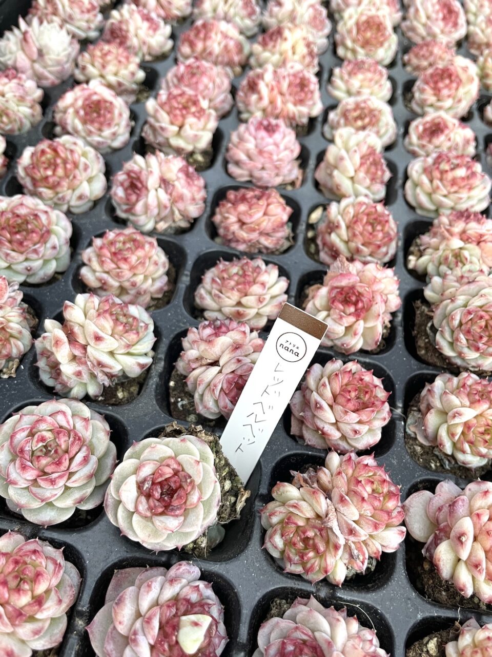 レッドベルベット