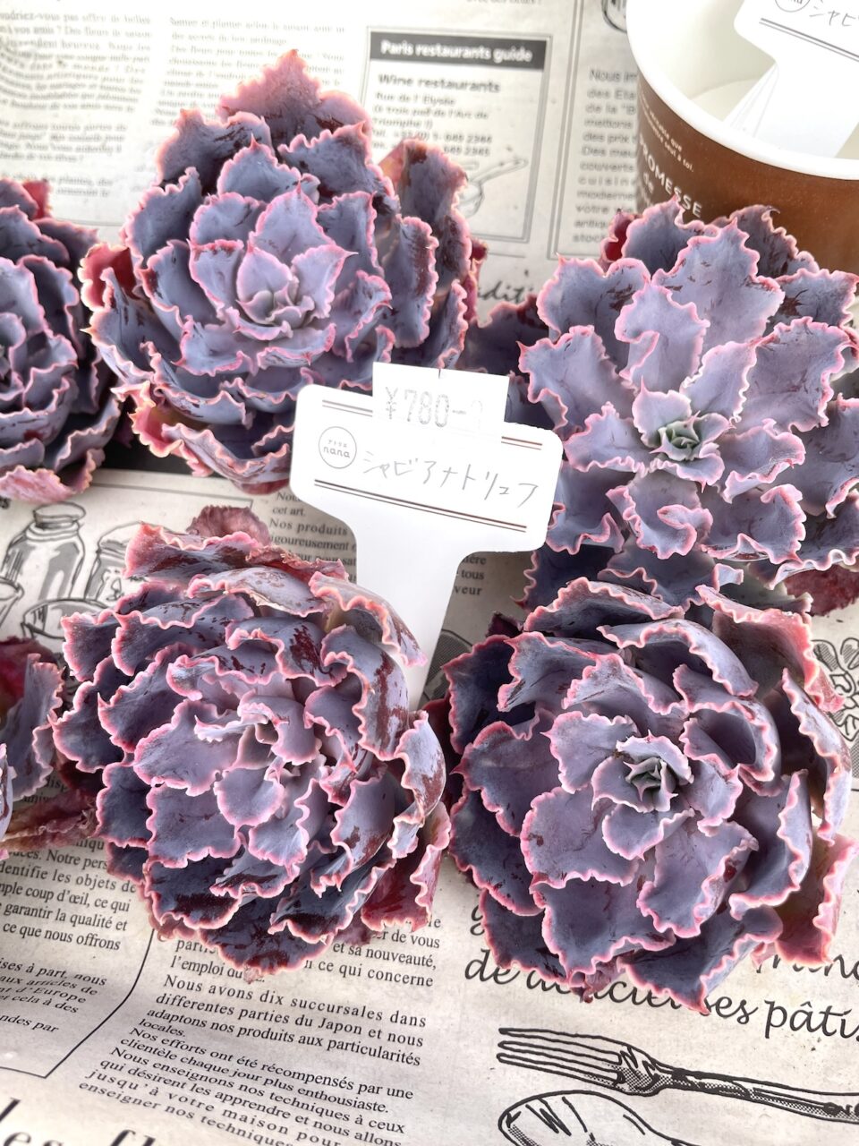 シャビアナトリュフ