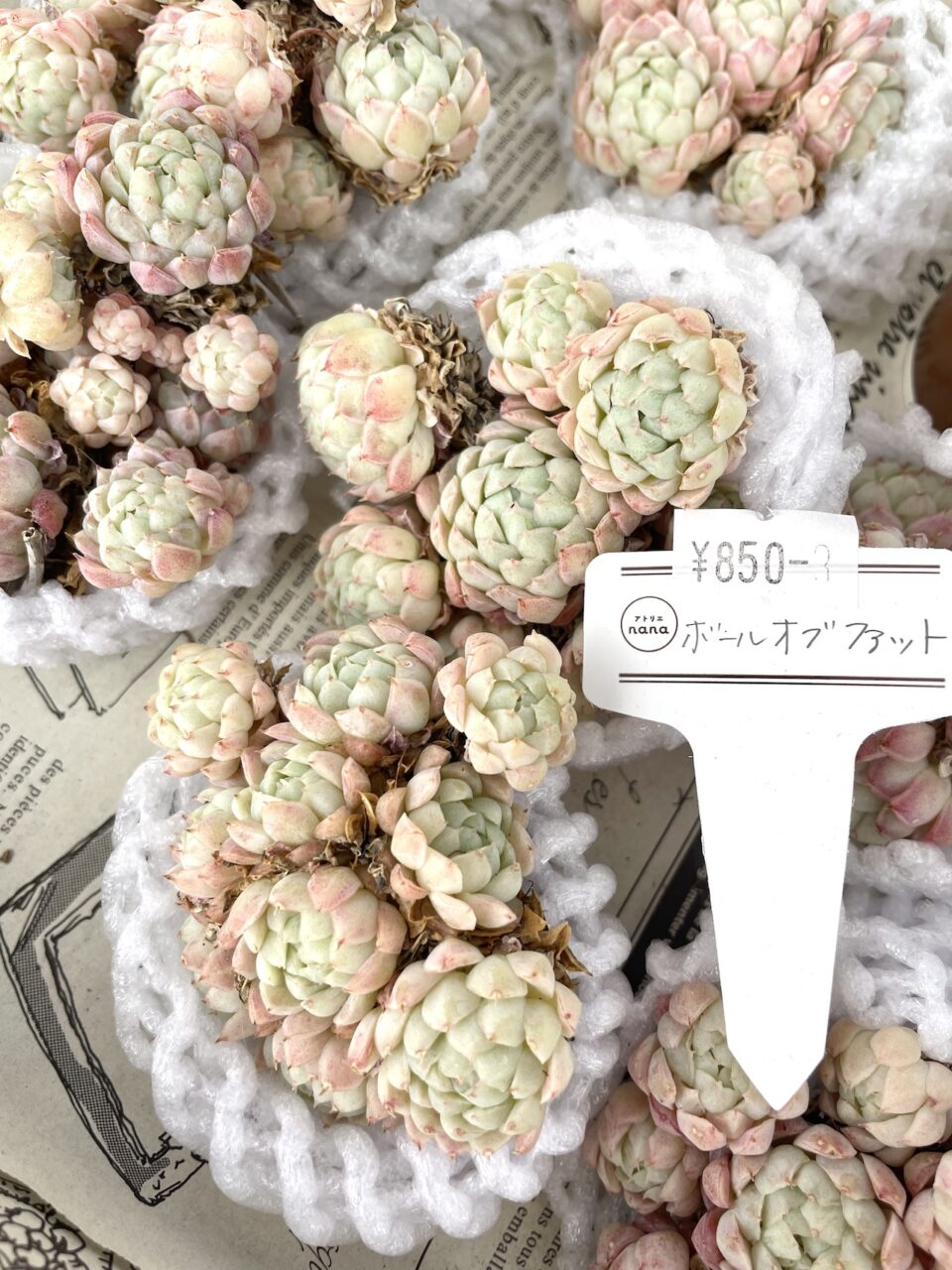 ボールオブファット