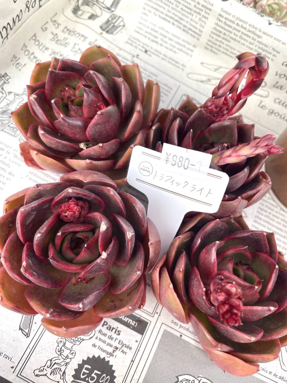 トラフィックライト