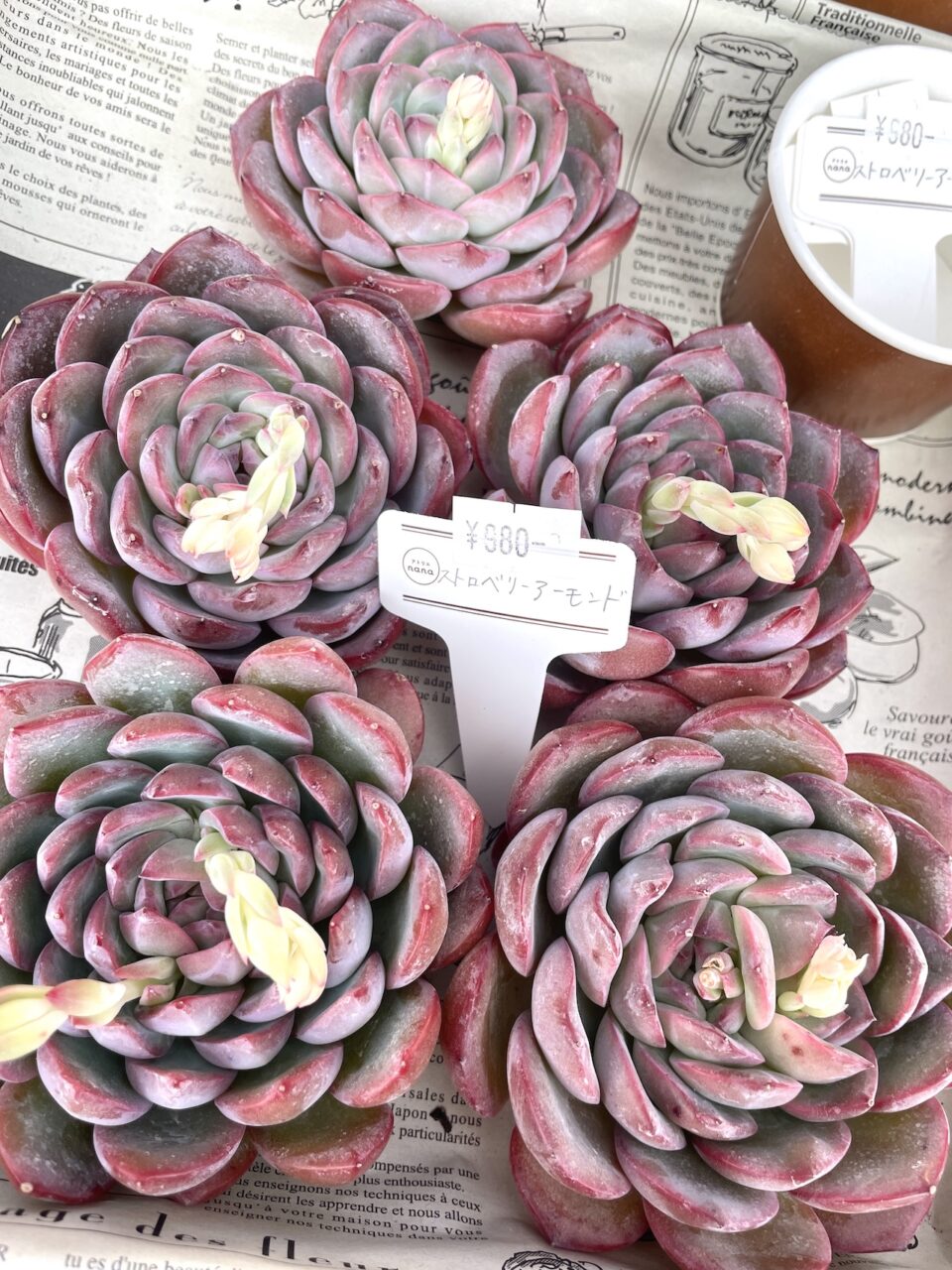 ストロベリーアーモンド