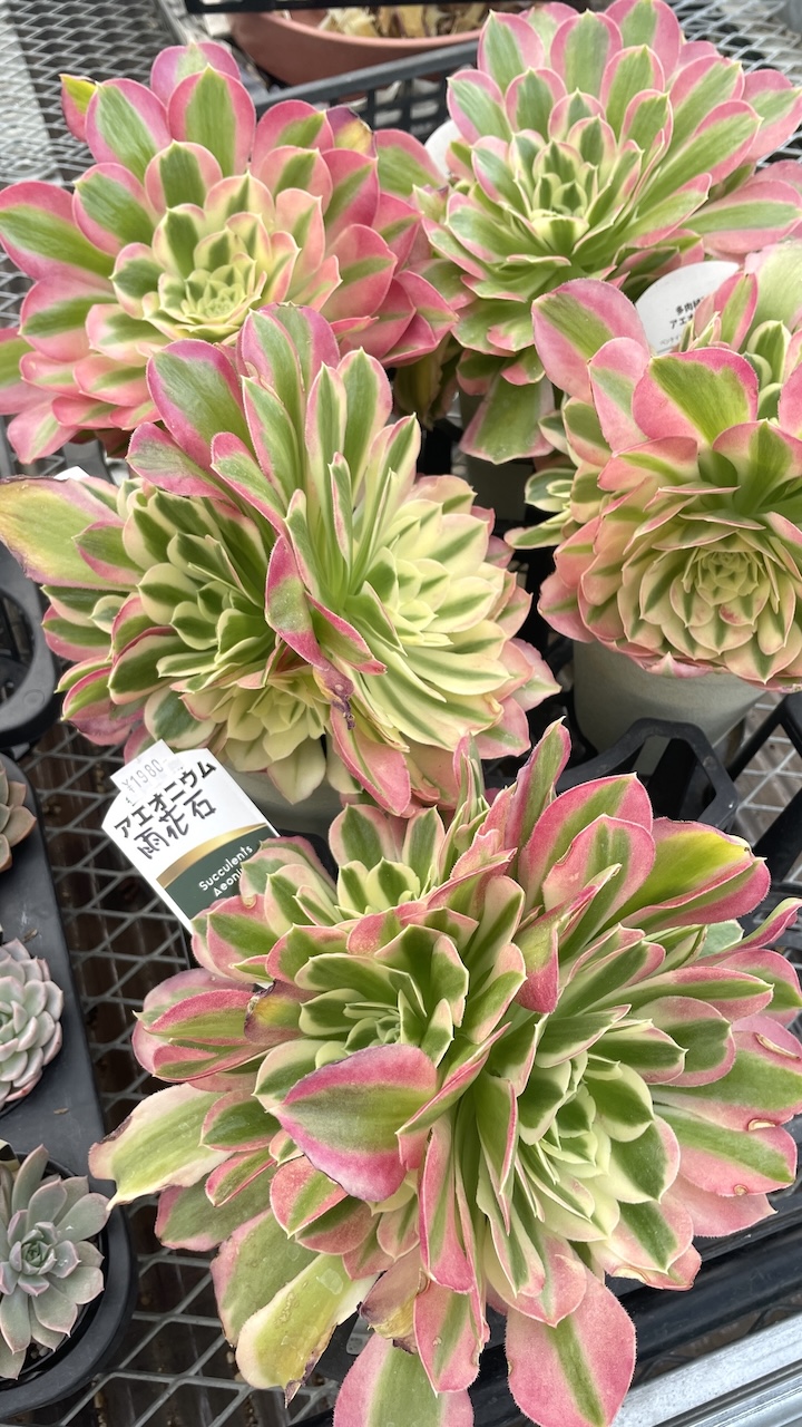 アエオニウム 雨花石（うかせき）