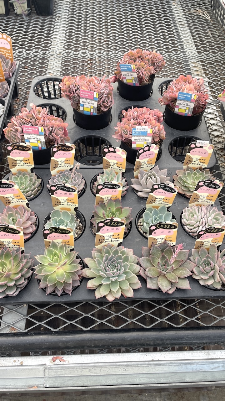 高砂の翁,肉球ラベル（三毛、茶色、黒色）