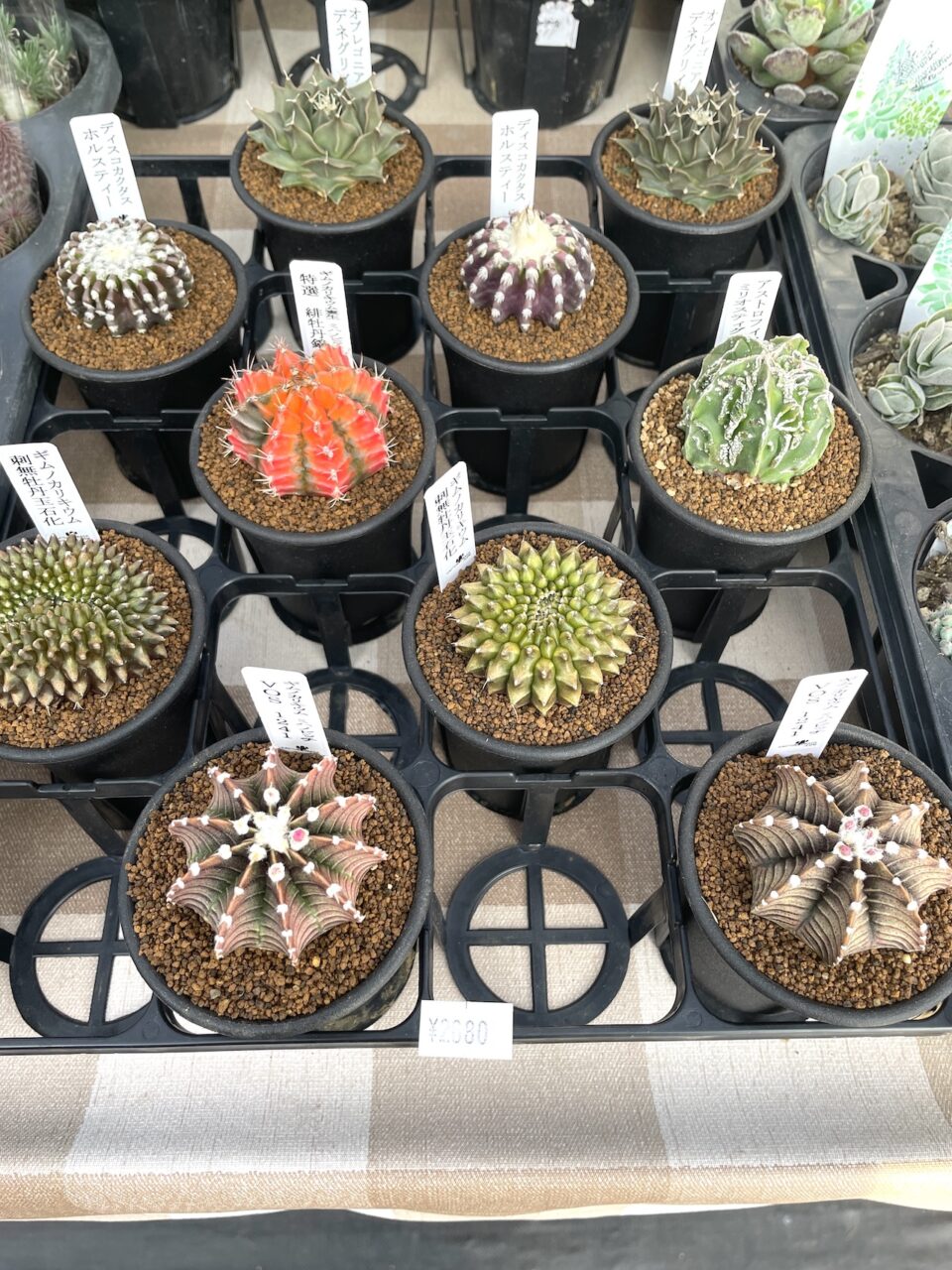 サボテンレアアソート