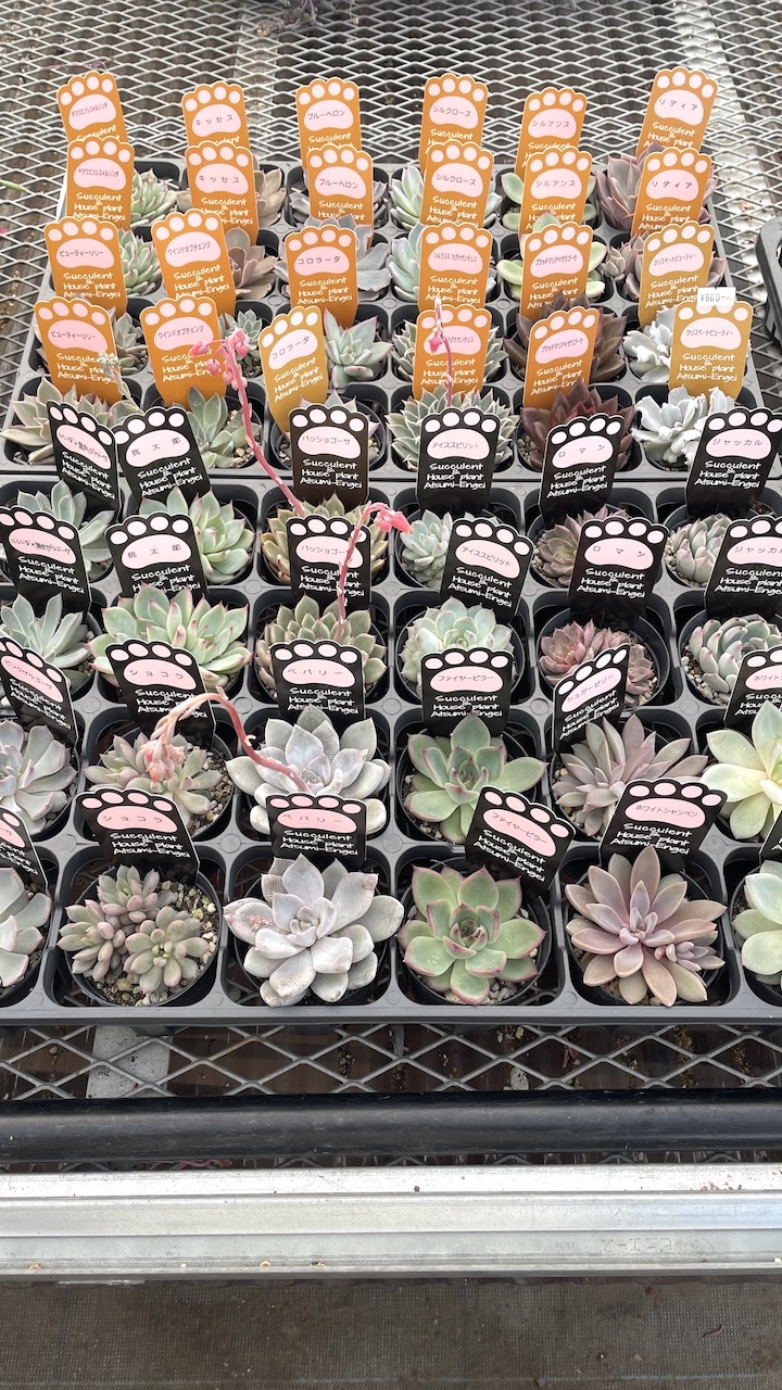 肉球ラベル（三毛、茶色、黒色）