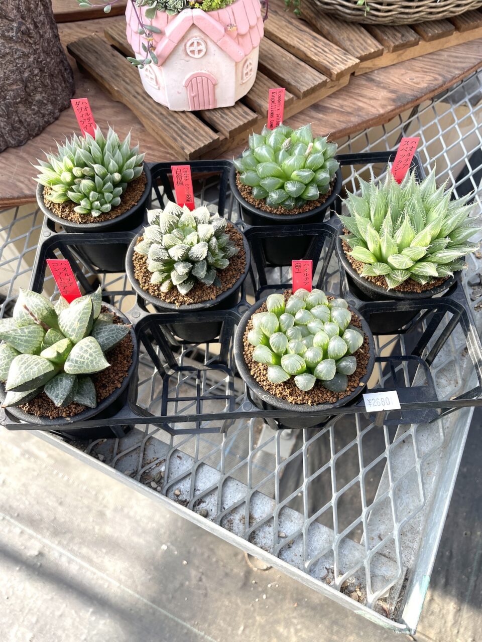 ハオルチアレアアソート