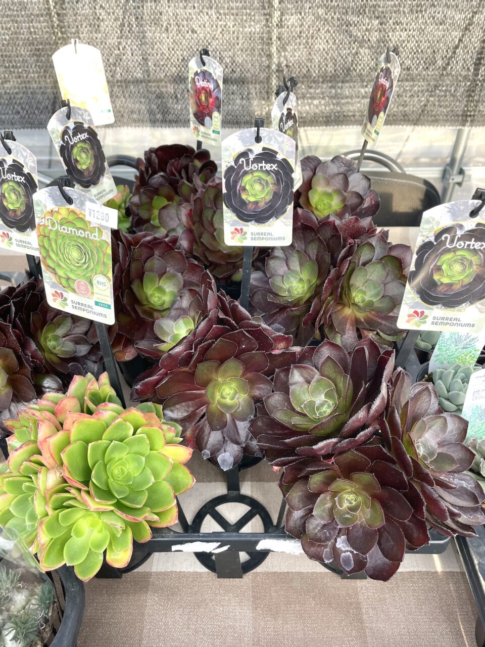 センポニウム
・ダイヤモンド・ヴォルテックス・ディステニー