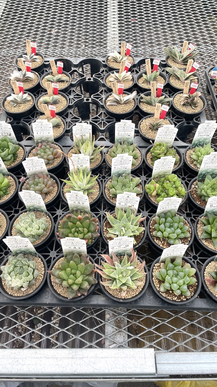 ガステリア,ハオルチア