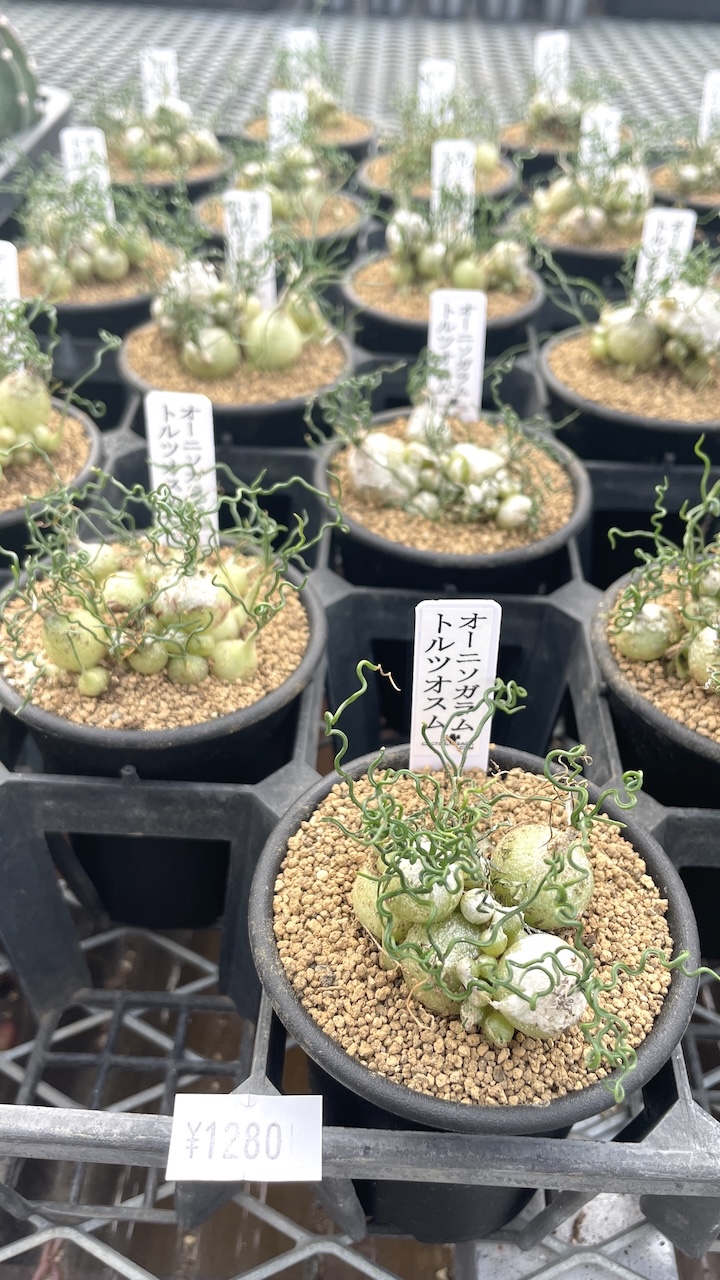 オーニソガラム トルツオスム