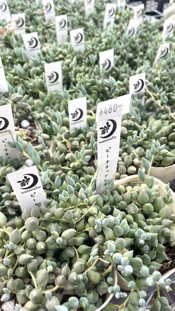 ピーチネックレス